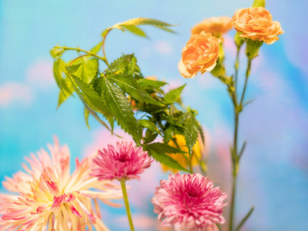 El futuro es verde de Alejandra Rajal