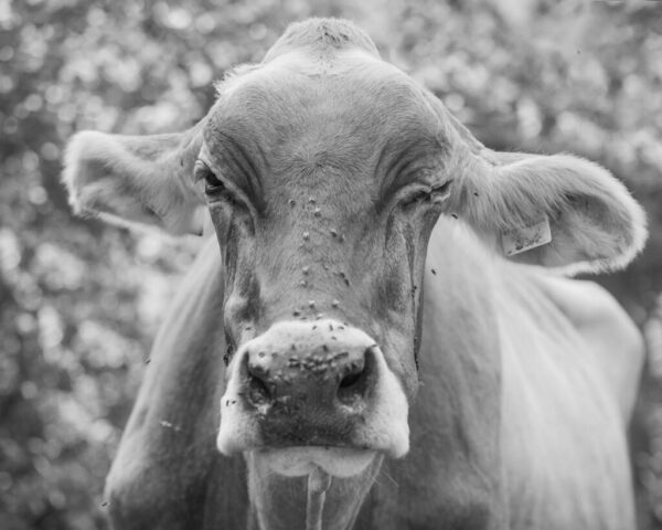 Patrick López Jaimes